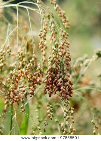 Golden millets