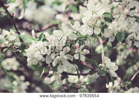 Flowers Of The Apple Tree