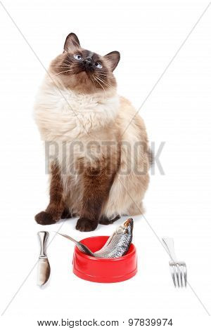 Wonderful Balinese cat with blue eyes eating
