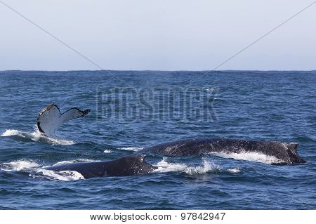 Three humpback whales surfacing off the coast of Knysna