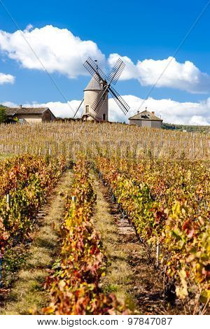 vineyard with windmill near Chenas, Beaujolais, Rhone-Alpes, France