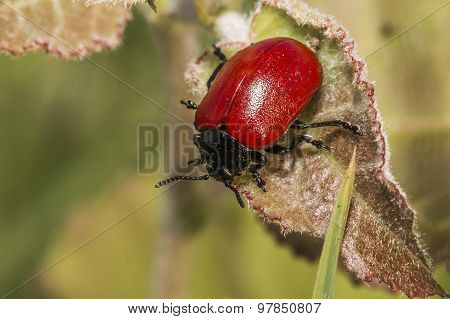 Red poplar leaf beetle (melanosoma Populi)