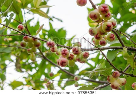 Rose Apples