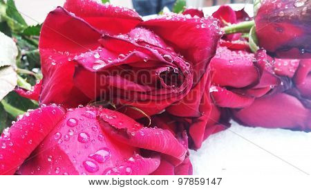 Roses in the Snow