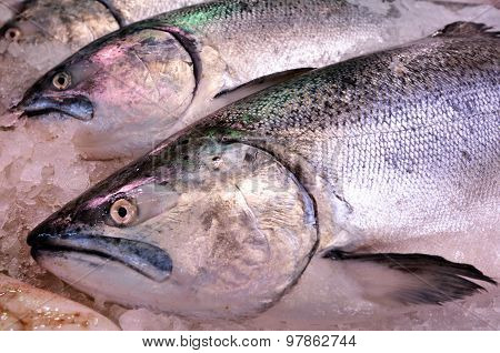 Yellowtail Amberjack Kingfish On Display In Fish Market