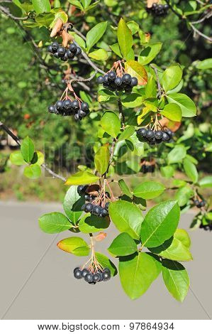 Black ashberry (Aronia melanocarpa)