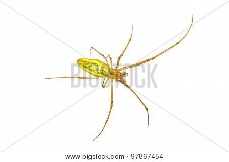 Green Spider On A White Background