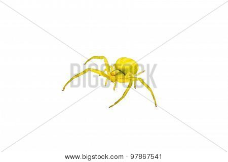 Green Spider On A White Background