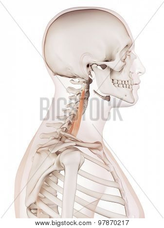 medically accurate muscle illustration of the middle scalene