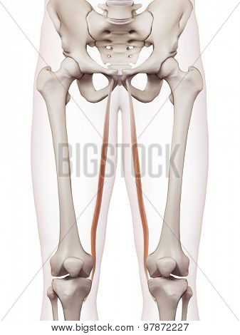 medically accurate muscle illustration of the gracilis 