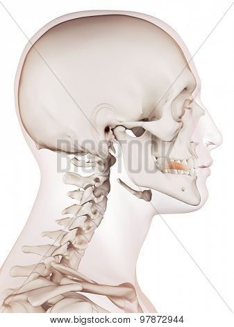 medically accurate muscle illustration of the risorius