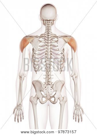 medically accurate muscle illustration of the deltoid