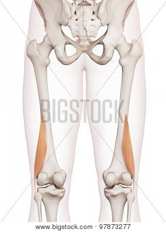 medically accurate muscle illustration of the biceps femoris short
