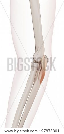 medically accurate muscle illustration of the anconeous