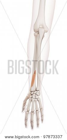 medically accurate muscle illustration of the extensor pollicis brevis