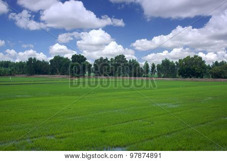 Rice Field Blue Planting Season Green Sky Clouds.