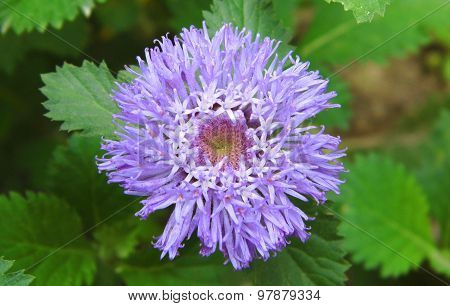 Ageratum flower