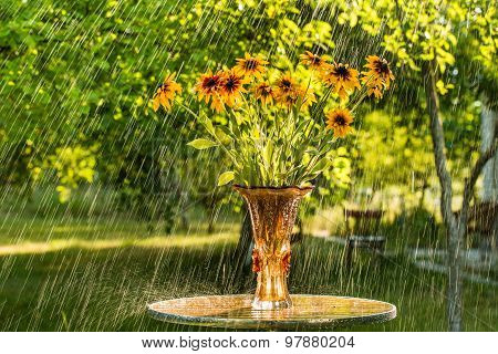 Summer rain and flowers of echinacea