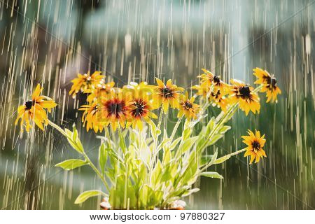 Summer rain and flowers of echinacea