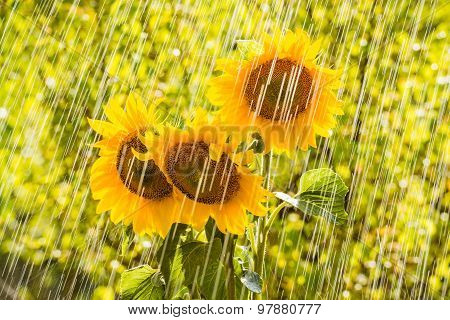 Summer rain and sunflowers