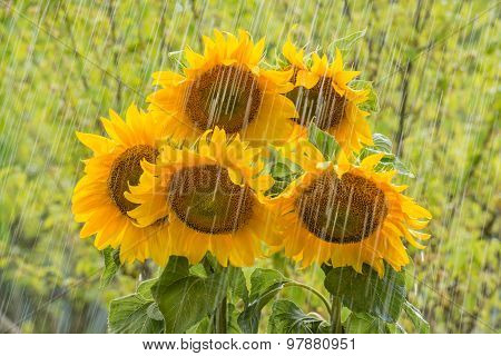 Summer rain and sunflowers