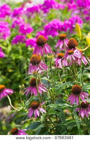 Cone flower and garden phlox in the summer garden.