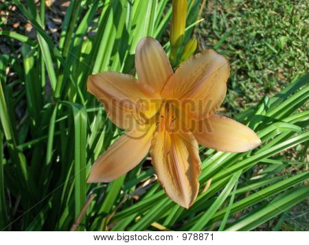 Close Up Of Orange-Yellow Daylily With Green Background