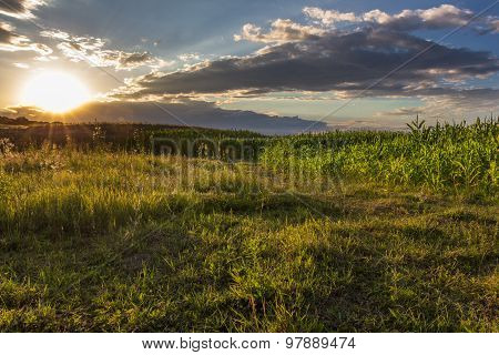 Sunset Over Cornfield