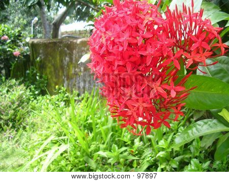 Asoka blomst