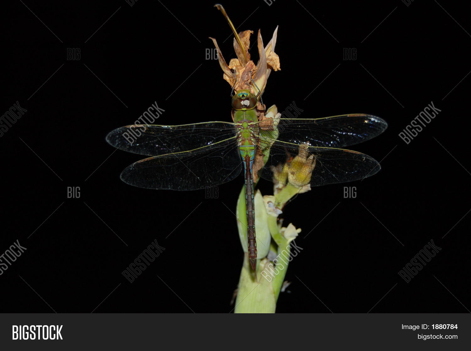 Image Preview