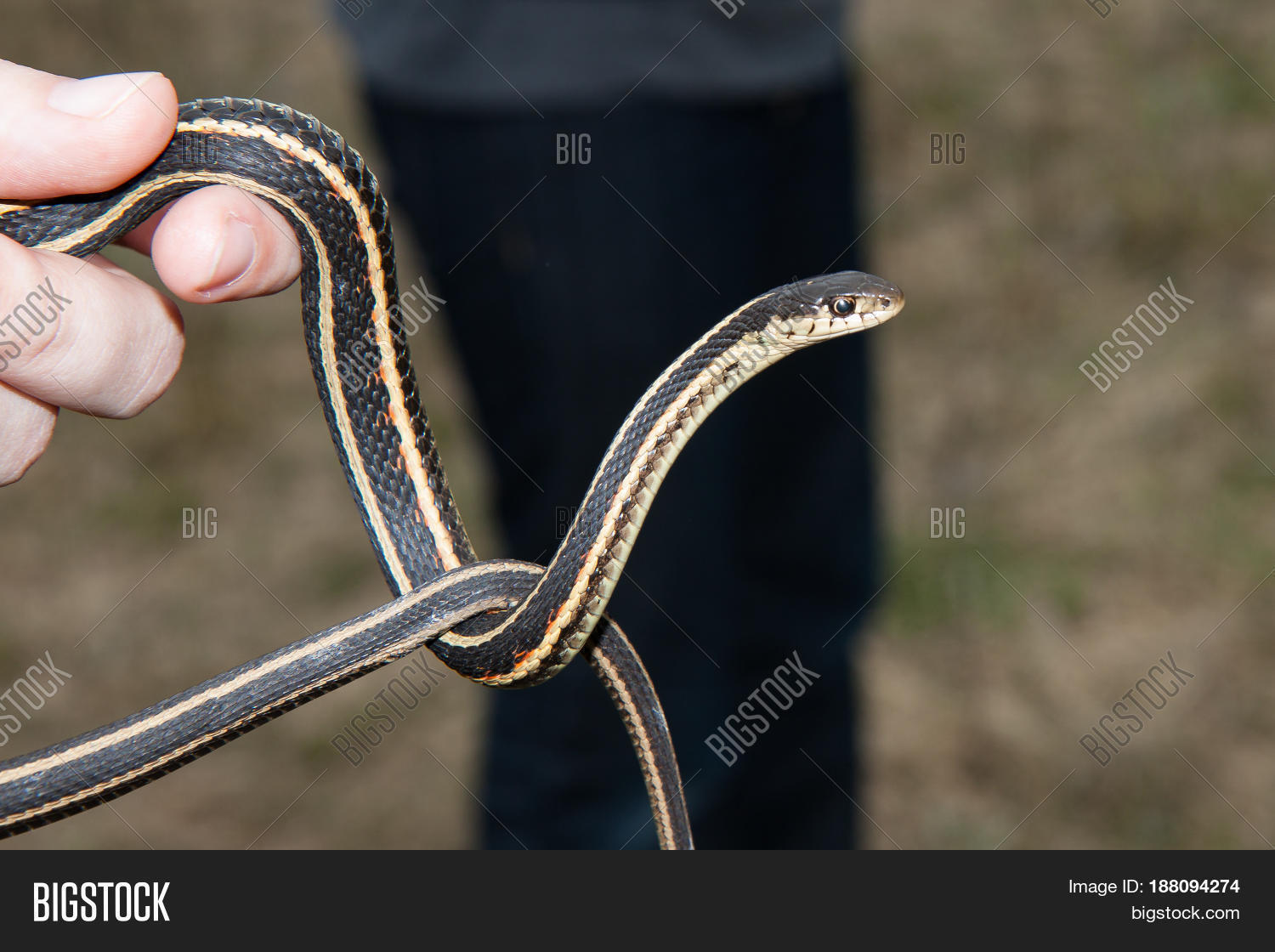 Garter Snake Being Image & Photo (Free Trial) Bigstock