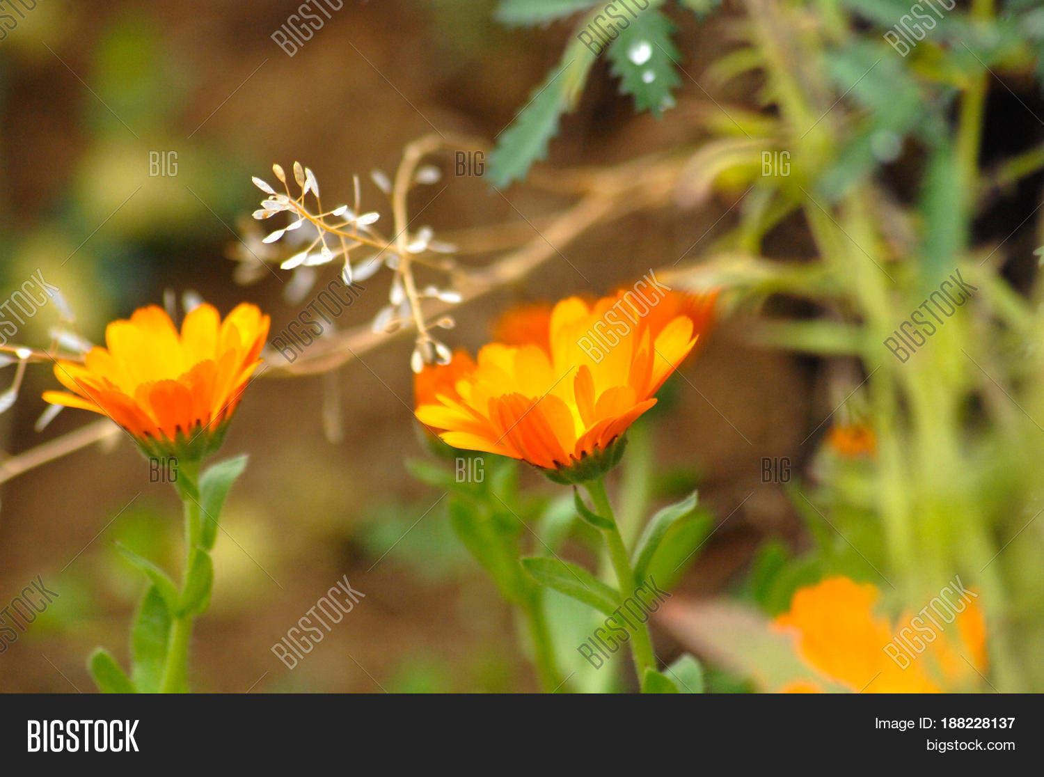 Image Preview