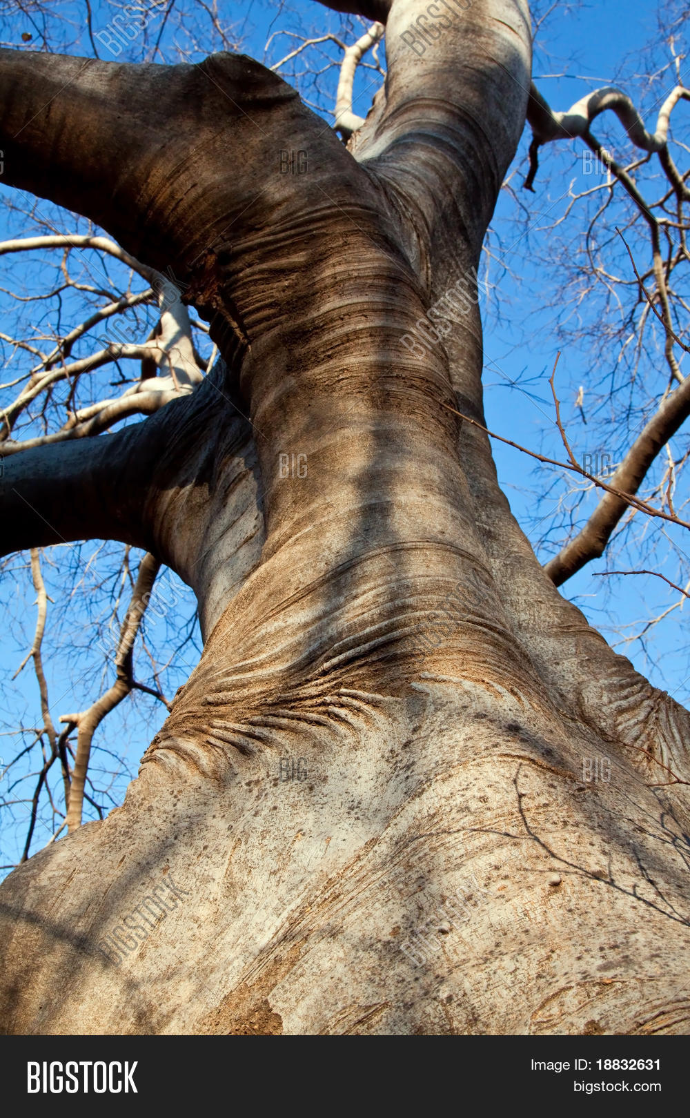 Big Tree Branches Image & Photo (Free Trial) Bigstock