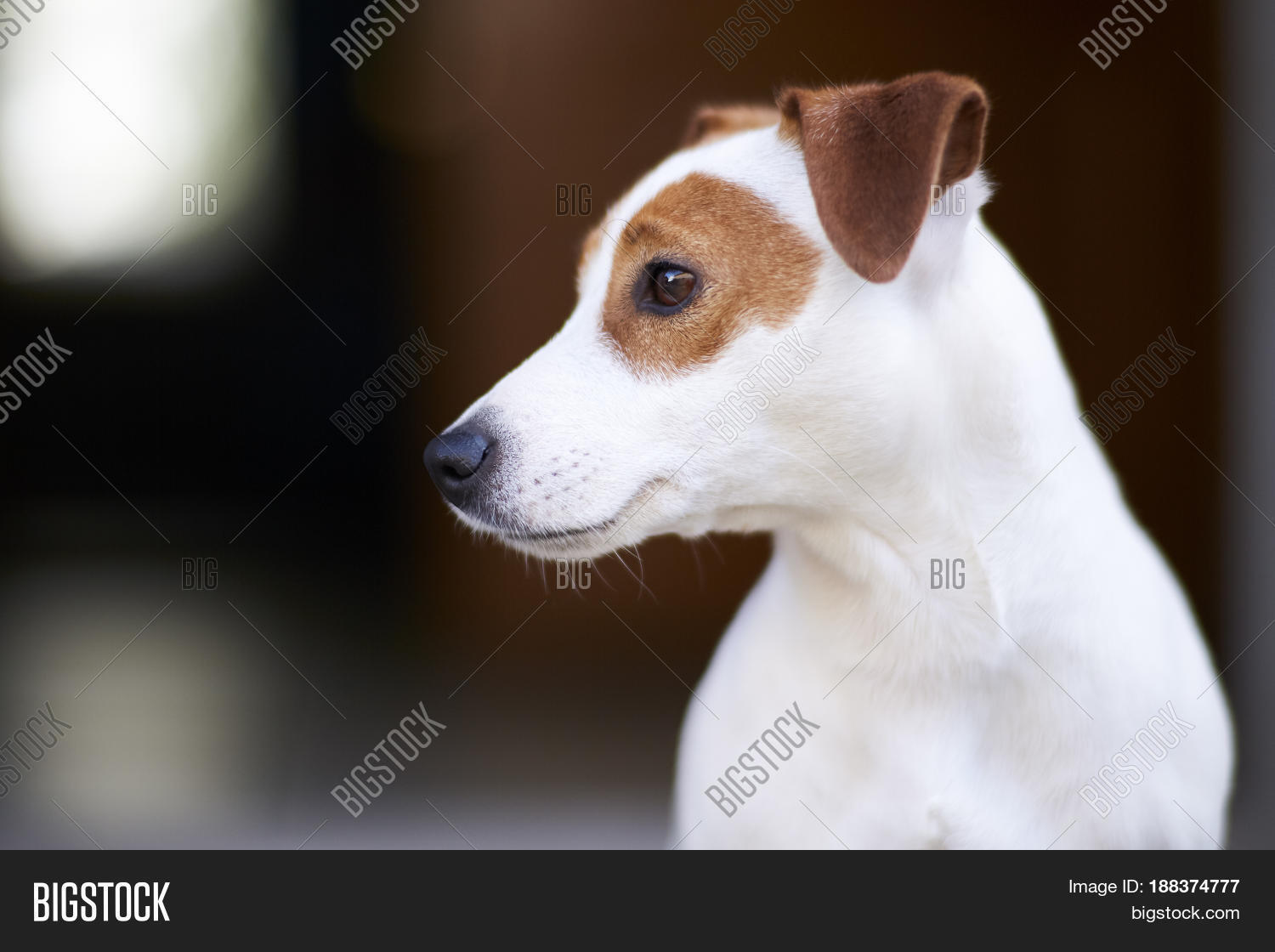 Image Preview
