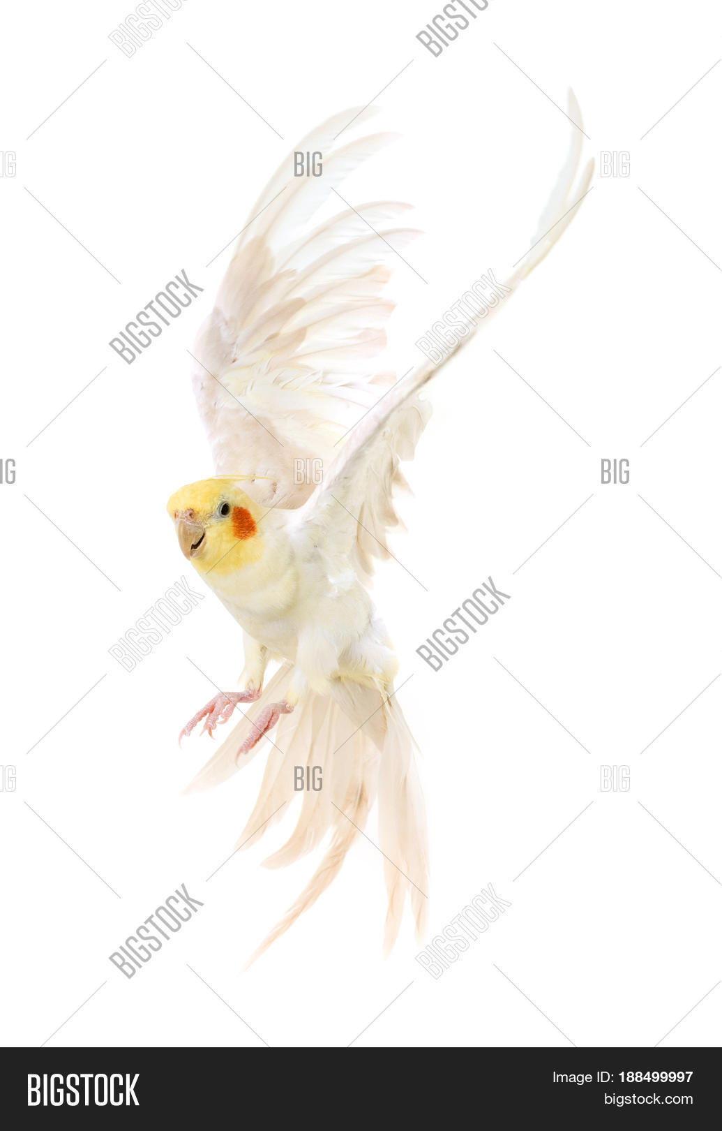 Image Preview