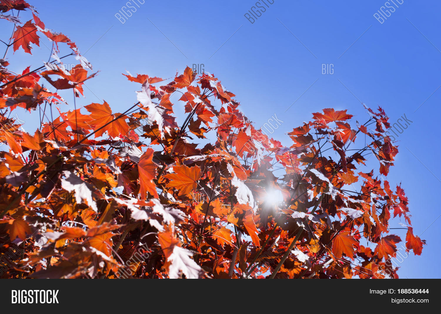 Image Preview