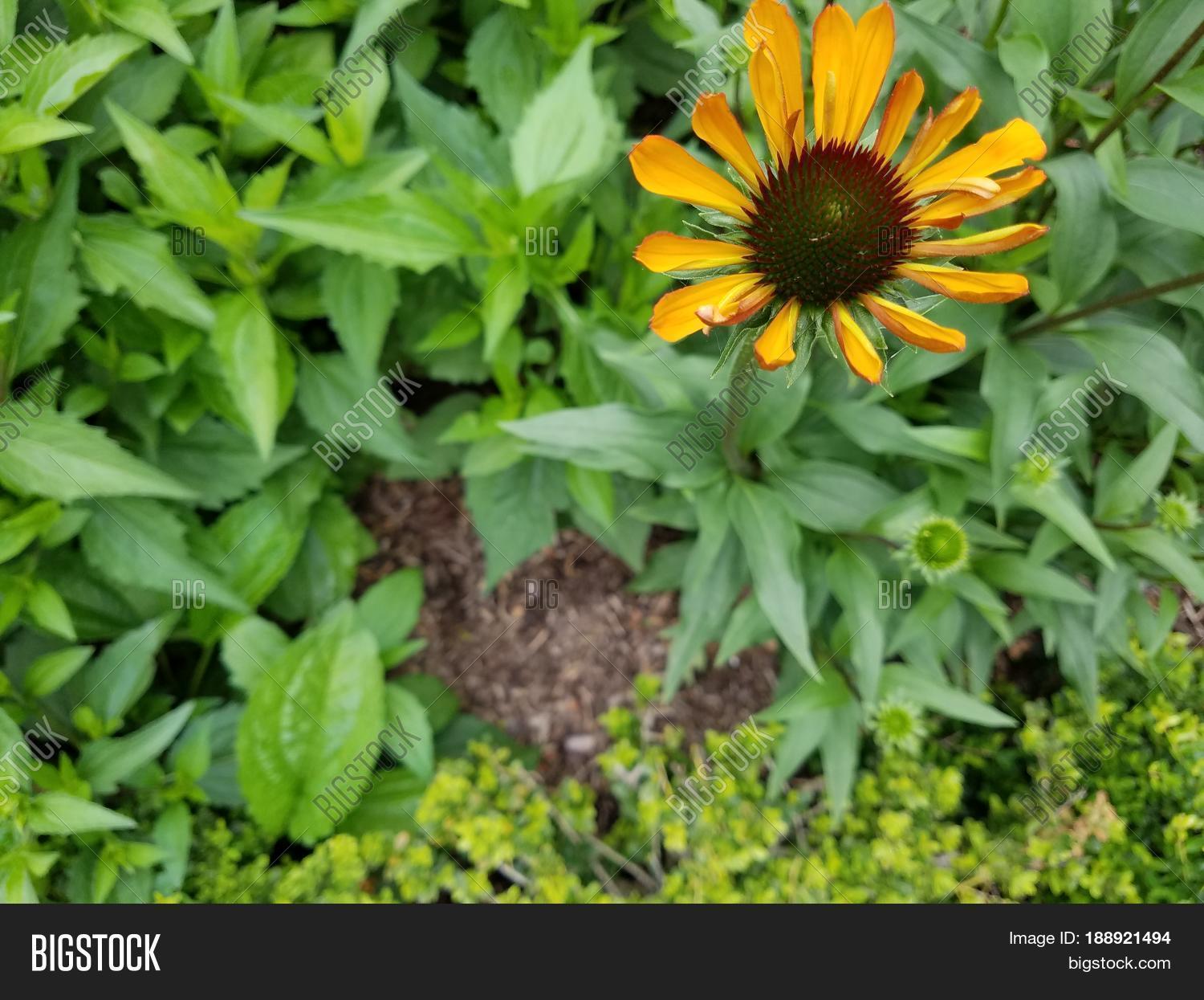 Flower Orange Petals Image & Photo (Free Trial) Bigstock