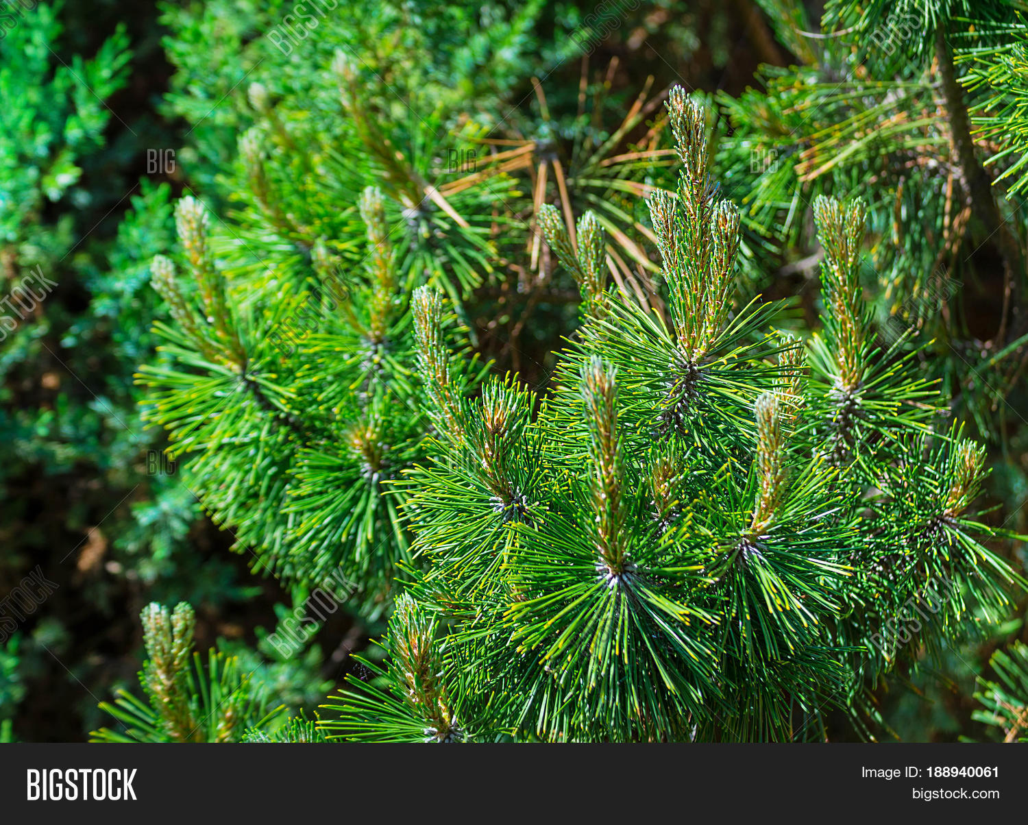 Image Preview