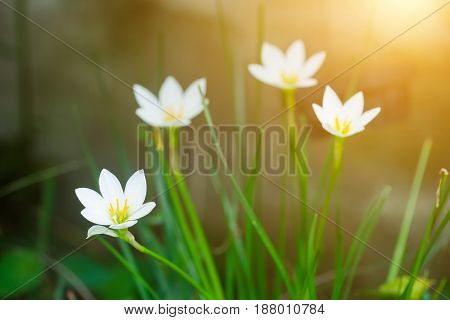 Beautiful Rain Lily Flower. Zephyranthes Lily ,fairy Lily, Little Witches. (zephyranthas Sp.)