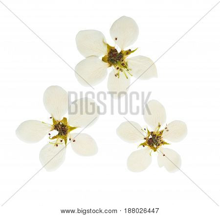 Pressed and dried white delicate transparent flower apple tree isolated on white background. For use in scrapbooking pressed floristry (oshibana) or herbarium.