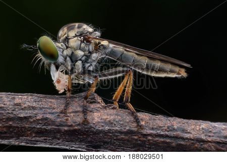 Super macro Robber fly wth prey in nature