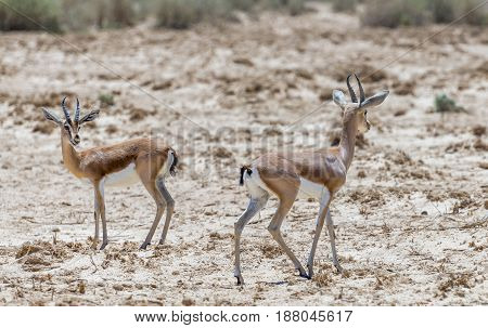 Dorcas gazelle (Gazella dorcas) inhabits desert areas of Africa and Middle East