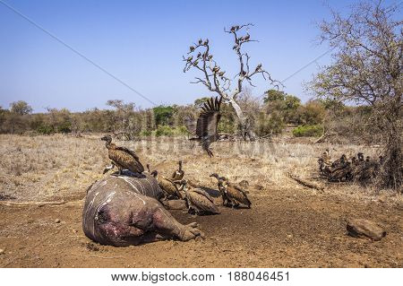 White-backed vulture in Kruger national park, South Africa ; Specie Gyps africanus family of Accipitridae