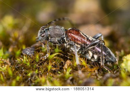 Longhorn beetle (Anaglyptus mysticus) profile. Distinctive British beetle in the family Cerambycidae on moss