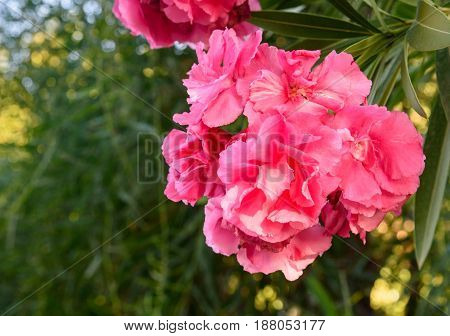 Pink Nerium Oleander Flower