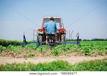 Beautiful young green sunflower weed plowing picture