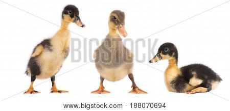 Three duckling together isolated on white background