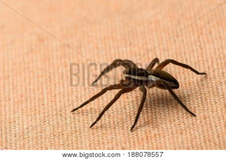 Striped Raft Spider Dolomedes Fimbriatus Macro On Fabric Orange