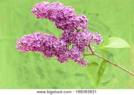 Burgundy lilac branch on a colored background