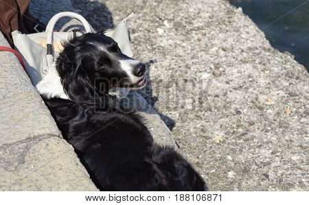 detail of old dog relazing , in italy